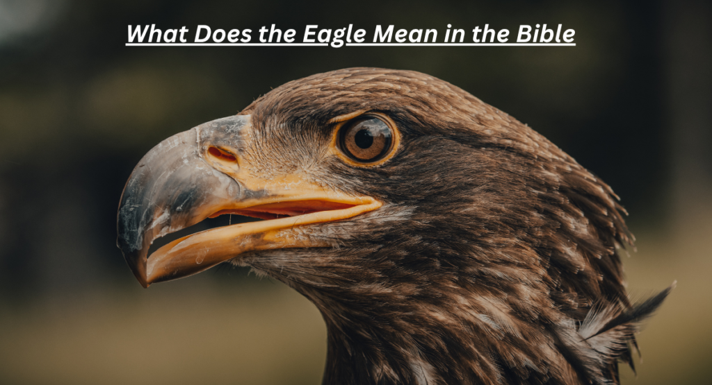 What Does the Eagle Mean in the Bible