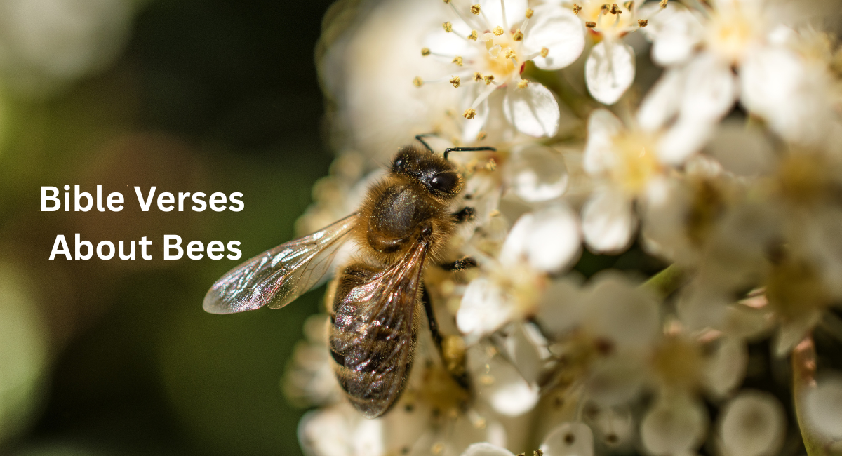 Bible Verses About Bees: Lessons of Wisdom, Diligence, and God's Creation